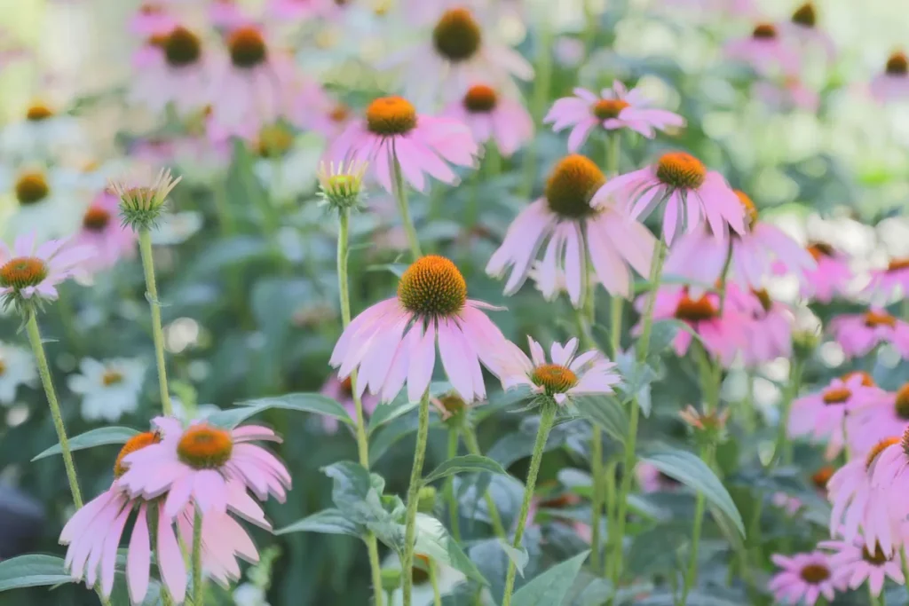 plantera perenner på hösten